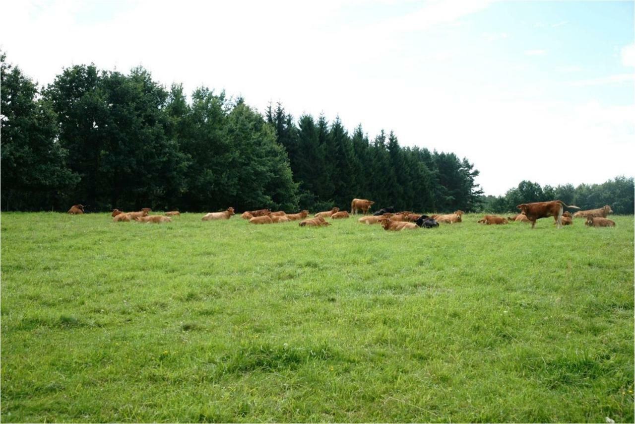 Rydzowka Zlota Lesniczowkaヴィラ エクステリア 写真